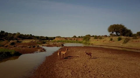 Impala antelope at river Stock Footage 77378473