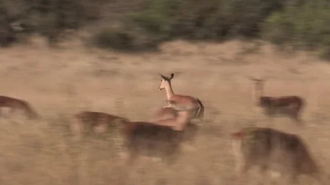 Impala antelope running / chasing (wild) - HD Video stock 84673980