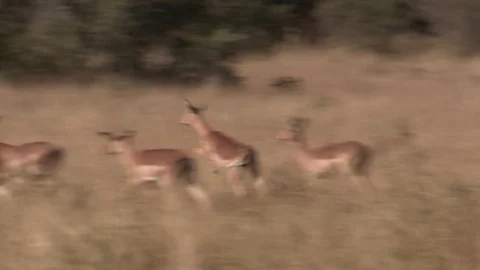Impala antelope running / chasing (wild) - HD Stock Footage 84711460