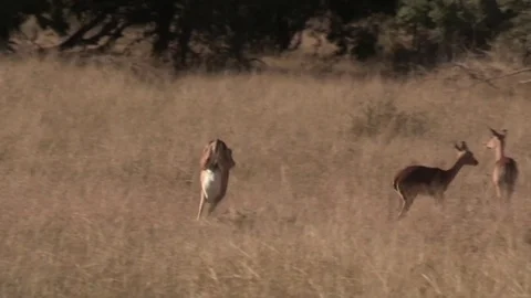 Impala antelope running / chasing (wild) - HD Stock Footage 84711541