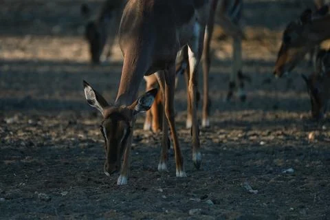 Impala antelope at sunset light in Namibia Foto stock