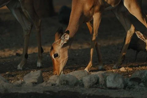 Impala antelope at sunset light in Namibia Foto stock