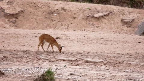 An impala antelope walking through a dry ravine. Video stock 153594410
