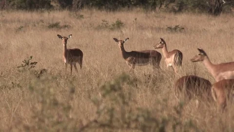 Impala antelope (wild) - HD Stock Footage 84674147