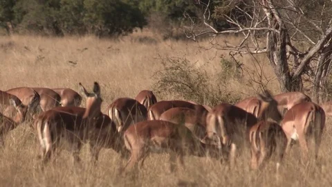 Impala antelope (wild) - HD Video stock 84675927