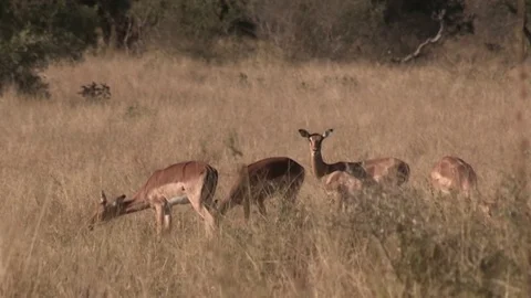 Impala antelope (wild) - HD Stock Footage 84711347