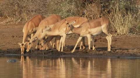 Impala antelopes drinking Stock Footage