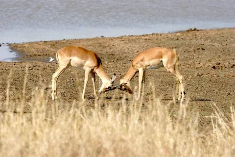 Impala Antelopes Locking Horns Stock Photos