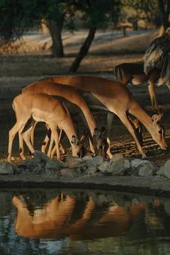 Impala antelopes at sunset light in Namibia Stock Photos