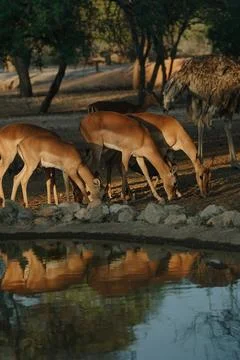 Impala antelopes at sunset light in Namibia Stock Photos