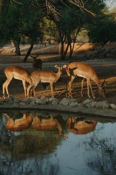 Impala antelopes at sunset light in Namibia Stock Photos
