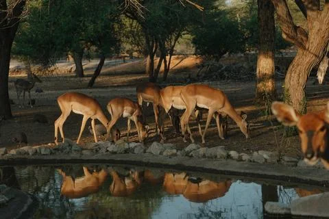 Impala antelopes at sunset light in Namibia Stock Photos