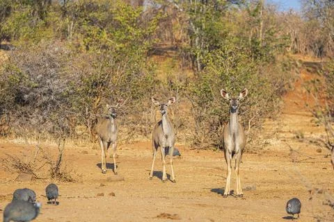 Impala antelopes at a waterhole staring into the camera Stock Photos