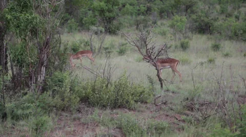 Impala Antilopes Walking in the Wilderness Stock Footage 39886260