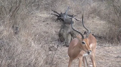 Impala &amp; Baboon in Africa Stock Footage 10981462