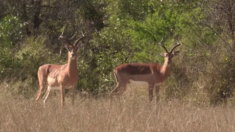 Impala bachelor herd (wild) - HD Video stock 84664389