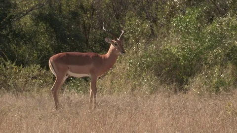 Impala bachelor herd (wild) - HD Stock Footage 84664650