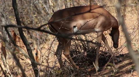 Impala behind a bush Stock Footage 51719044