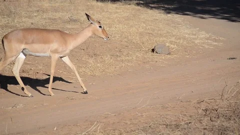 Impala in Botswana Vídeo Stock 91745470