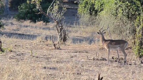 Impala in Botswana Video stock 91745748