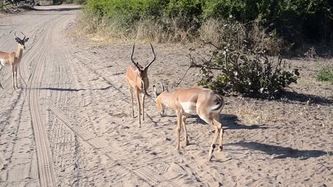 Impala in Botswana Vídeo Stock 91745791