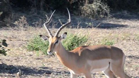 Impala in Botswana Vídeo Stock 91747911