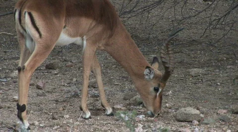 Impala browsing Vidéo 531621