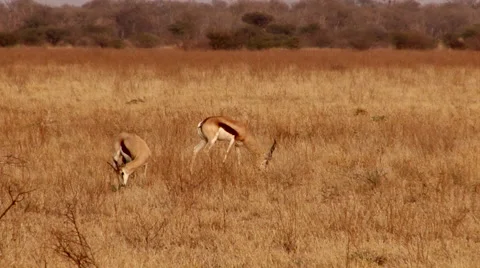 Impala in bush grazing Stock Footage 46495073