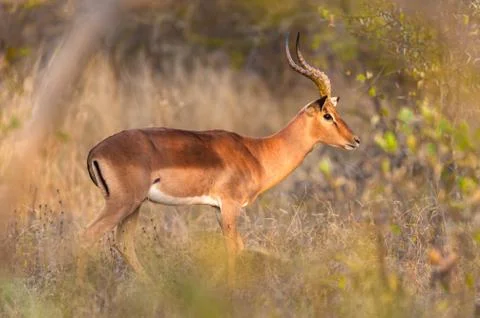 Impala in the bush Stock Photos