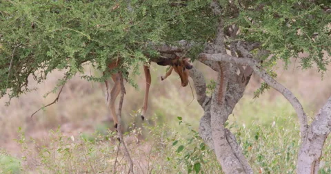 An Impala carcass hanging on tree branch in dry savannah Stock Footage 310982815
