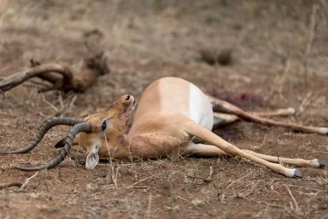 Impala carcass Stock Photos