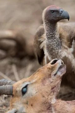 Impala carcass Stock Photos