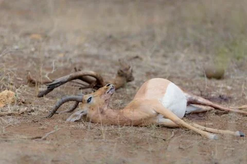 Impala carcass Stock Photos
