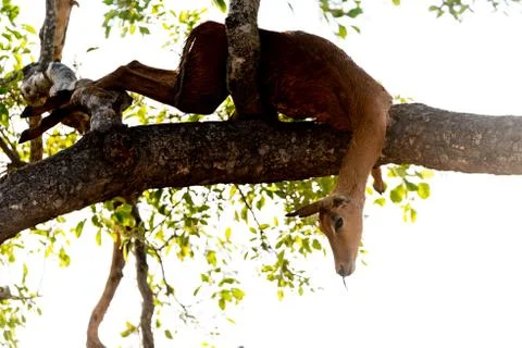 Impala carcass Stock Photos