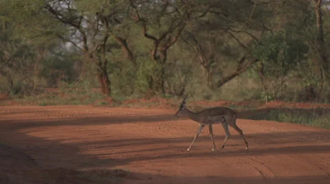 Impala crossing the road  Stock Footage 33530727