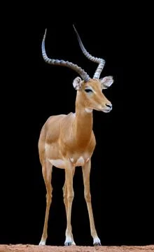Impala on dark background 写真素材