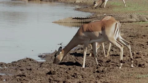 Impala drinking at crocodile infested dam Stockbeeldmateriaal 137860022