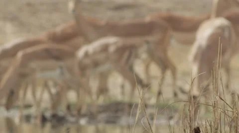 Impala Drinking - Focus Pull from Long Grass Video stock 55655002