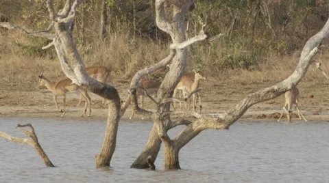 Impala Drinking Stock Footage 55652994