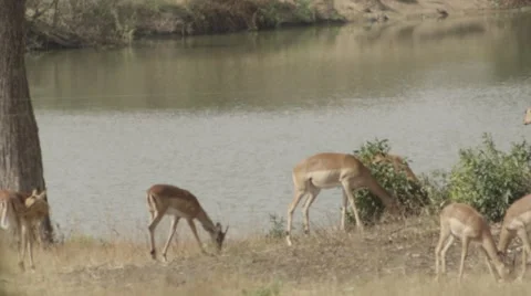 Impala Drinking by water hole - Slow Motion Stock-Footage 55655180