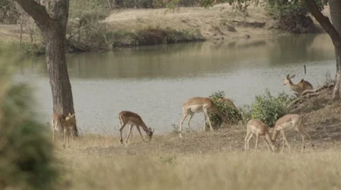 Impala Drinking by water hole - Slow Motion Video stock 55655340