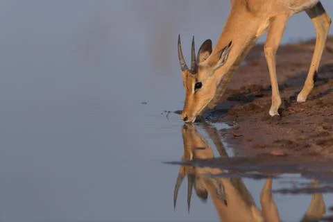 Impala drinking water Stock Photos