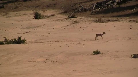 Impala on dry riverbed Stock Footage 8573473