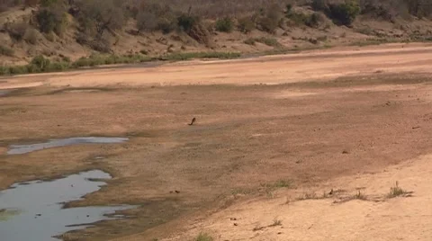 Impala on dry riverbed zoom Stock Footage 8573442
