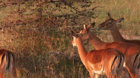 Impala eat from the tree Stock Footage 22247473