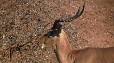 Impala eating Stock Footage 8573788