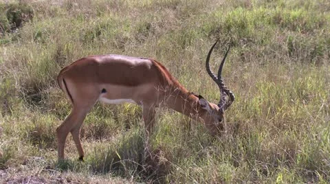 Impala eating Stock-Footage 22246088