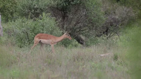 Impala ewe watches a phyton dragging her lamb away Stock Footage 222748236