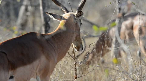 Impala feeding Stock Footage 53089168