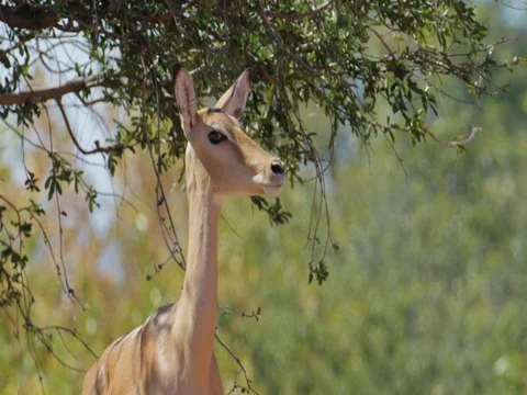 Impala female looks at camera Stock Footage 72171839